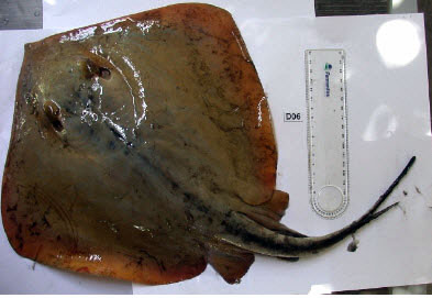 Dasyatis pastinaca08.jpg